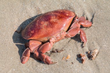 Ölüm Kırmızı yengeç kum plaj.