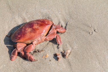 Ölüm Kırmızı yengeç kum plaj. 