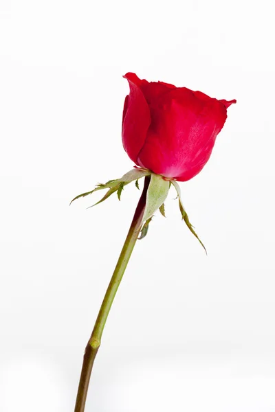 Червона троянда на білому тлі . — стокове фото