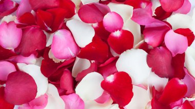 arka plan gül yaprakları