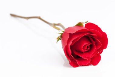 Beyaz arkaplanda kırmızı gül.