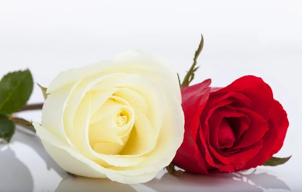 Rosa blanca y rosa roja sobre fondo blanco —  Fotos de Stock