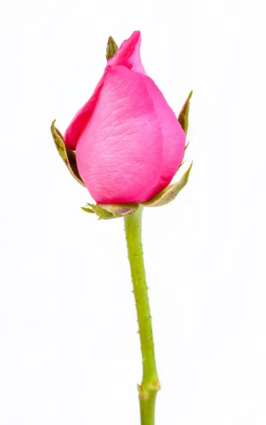 Rosa ros på vit bakgrund — Stockfoto