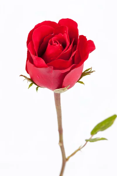 Červená růže na bílém pozadí. — Stock fotografie