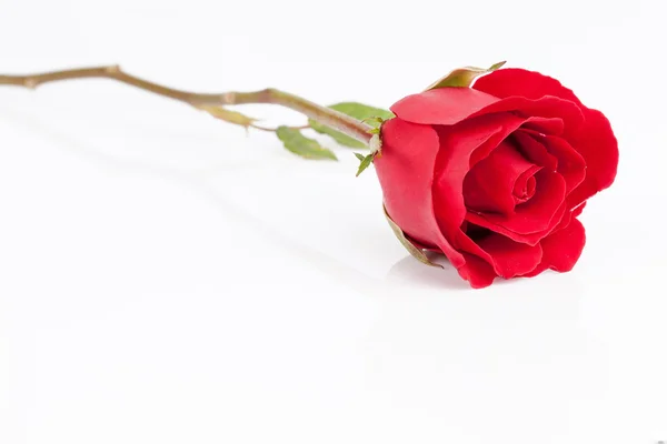 Rosa roja sobre fondo blanco. — Foto de Stock