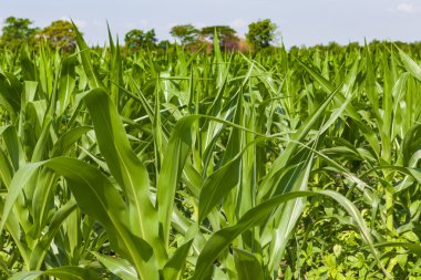 Mısır alan yakın çekim