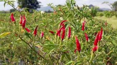 kırmızı biber biber ağacı üzerinde