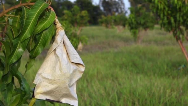 Mangue dans un sac en papier d'emballage carbone — Video