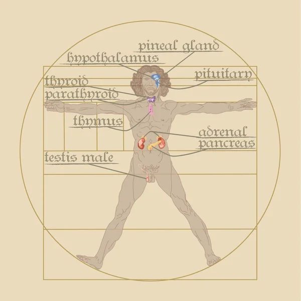 Endocrine system on the Vitruvian Man — Stock Vector