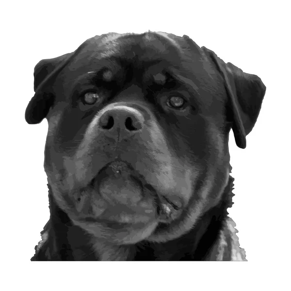 Chien sérieux Rottweiler — Image vectorielle
