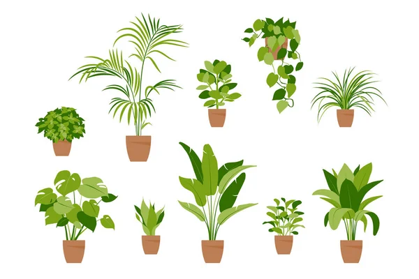 Sammeln Sie heimische Pflanzen. Topfpflanzen isoliert auf weiß. Vektor setzte grüne Pflanzen. Trendy Wohnkultur mit Zimmerpflanzen, Pflanzgefäßen, tropischen Blättern. Flach. — Stockvektor