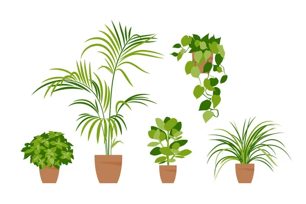 Verzamel huisplanten. Potplanten geïsoleerd op wit. Vector heeft groene planten geplaatst. Trendy huisinrichting met binnenplanten, plantenbakken, tropische bladeren. Vlak. — Stockvector