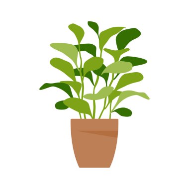 Ev bitkisi. Saksı bitkisi beyazın üzerinde izole. Düz. Vektör illüstrasyonu.