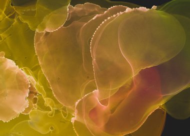 Alkol Mürekkebi Sanatı. Aydınlık Yazdırma. Deniz boyası dokusu. Sarı Modern Alkol Mürekkebi Sanatı. Soluk İzole Sıçrayan Boya. Soyut Desen. Karışık Altın Alkol Mürekkep Sanatı. 