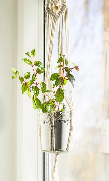 Close up handmade macrame for flowers, hanging near the window. Indoor plants, a hobby, love of plants. Home decoration concept.