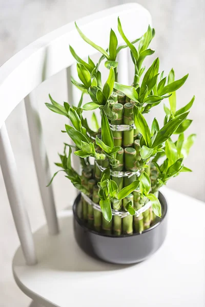 Green bamboo plant in a pot on a white chair. Small plants in a vase to decorate the house and office building.