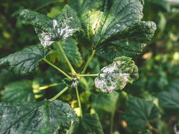 Black currant diseases. Diseases and pests of berry bushes. Curled currant leaf from fungal disease or aphids. Downy Mildew. Selective focus