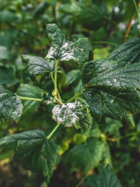 Black currant diseases. Diseases and pests of berry bushes. Curled currant leaf from fungal disease or aphids. Downy Mildew. Selective focus