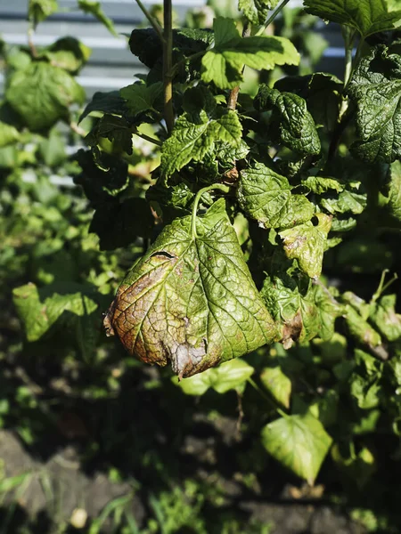 Black currant diseases. Diseases and pests of berry bushes. Curled currant leaf from fungal disease or aphids. Downy Mildew. Selective focus