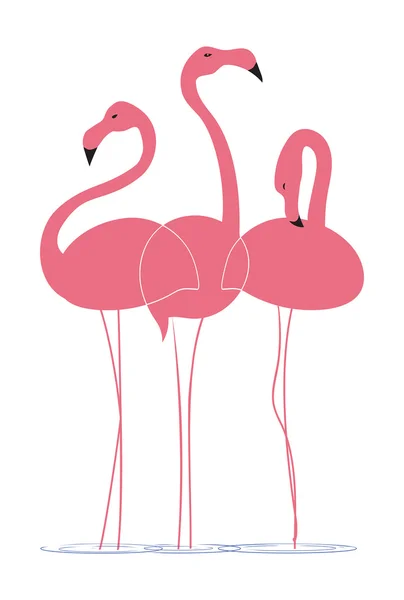 Flamencos rosados sobre fondo blanco — Vector de stock