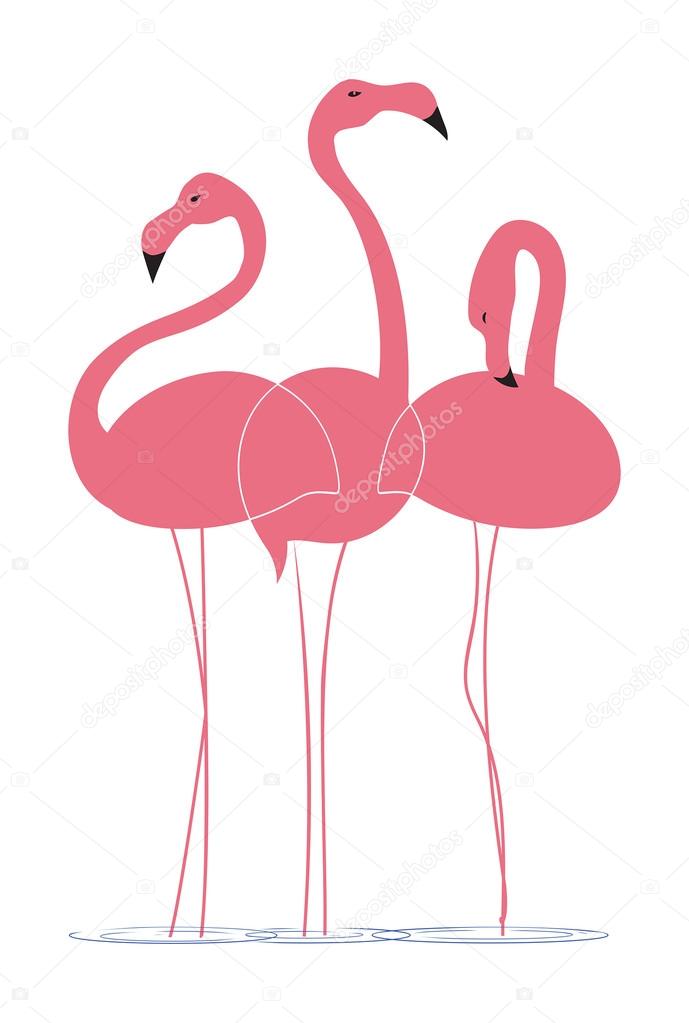 Pink flamingos on a white background