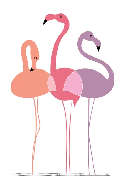 Bunte Flamingos auf weißem Hintergrund — Stockvektor