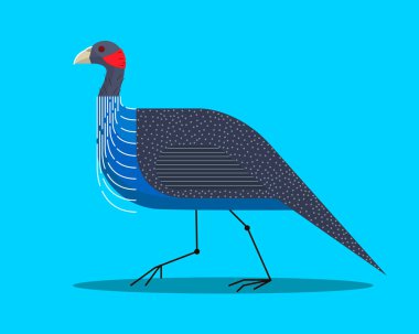 Mavi arkaplanda akbaba guinafowl kenar görünümü, biçimlendirilmiş görüntü, vektör