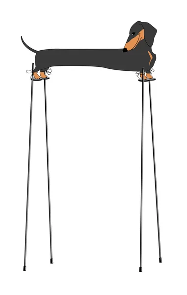 kurnaz dachshund