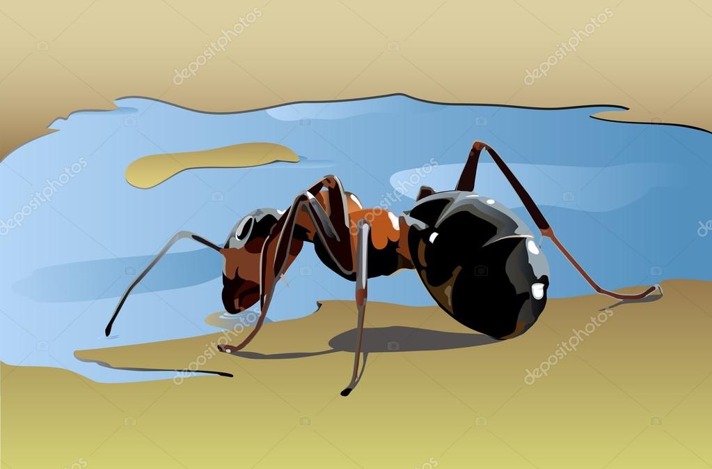 Ant drinking water Stock Vector Image by ©shepherd302 52644555