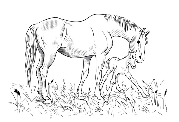 馬と子馬 — ストックベクタ