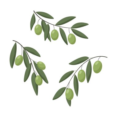 Beyaz arka planda zeytinli zeytin dalları. Vektör illüstrasyonu