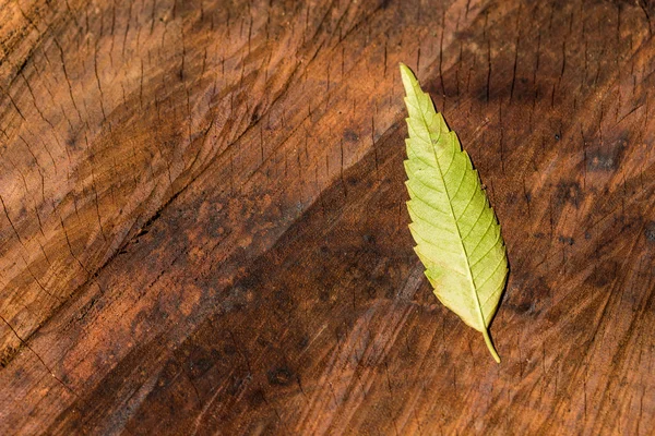 Осенний лист на деревянной деревянной полене — стоковое фото