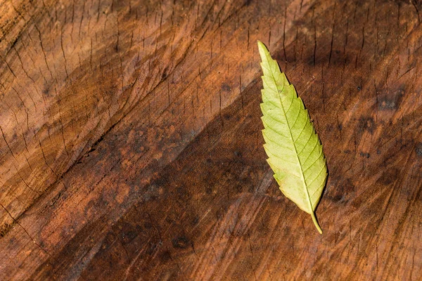 Hoja de otoño en madera madera superficie del tronco — Foto de Stock