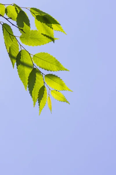 Hojas verdes contra el cielo azul claro —  Fotos de Stock