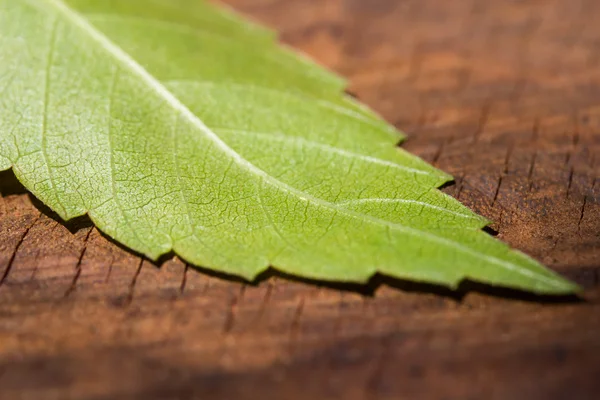 Hoja verde en la superficie de madera log primer plano macro textura —  Fotos de Stock