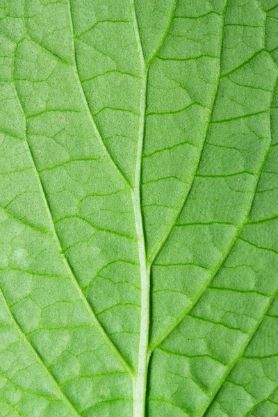 Gröna löv bakgrund struktur, makro — Stockfoto