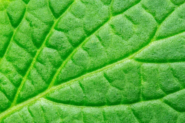 緑の葉の背景色、マクロ — ストック写真