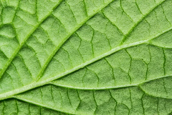 Textura de fondo de hoja verde, macro —  Fotos de Stock