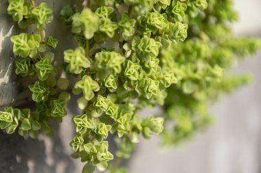 yeşil yapraklar arkaplan