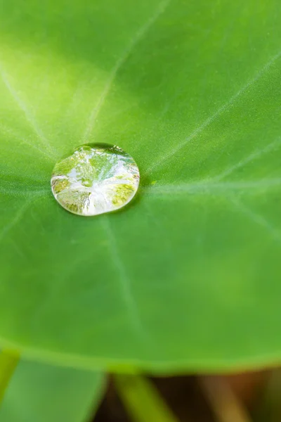 Gota de agua en la hoja —  Fotos de Stock