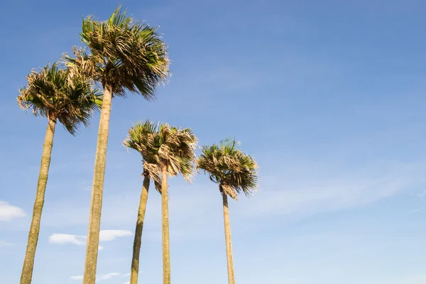 Palm trees — Stock Photo, Image