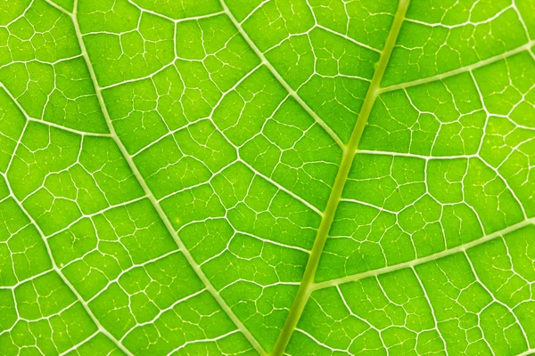 Grönt blad bakgrund — Stockfoto