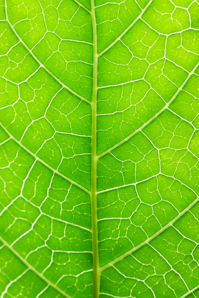 Grönt blad bakgrund — Stockfoto