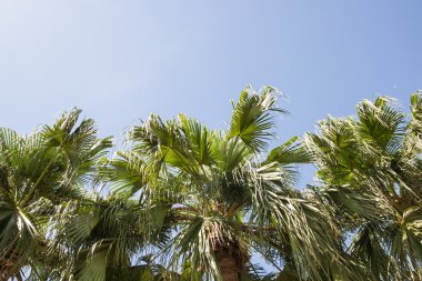 Mavi gökyüzüne karşı palmiye ağaçları