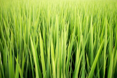 Yeşil pirinç tarlası