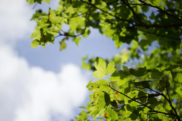 Hojas verdes cielo azul agaísta —  Fotos de Stock