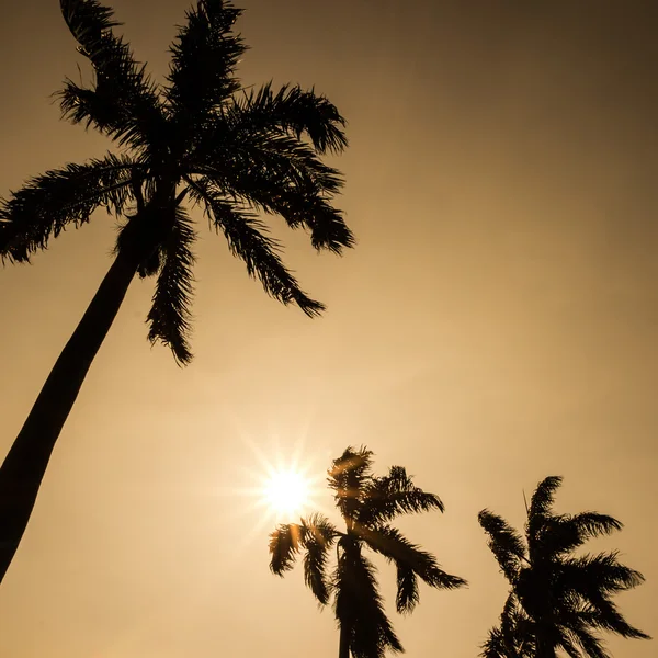 Palm trees — Stock Photo, Image