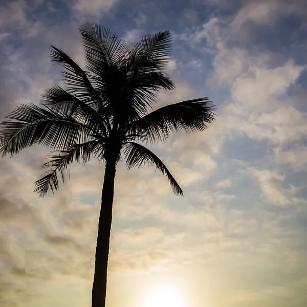 Palm tree — Stock Photo, Image