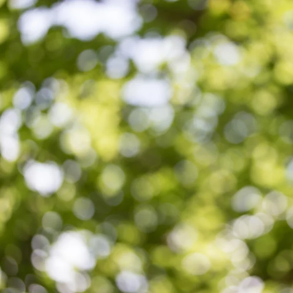 Grüner abstrakter Hintergrund — Stockfoto