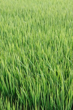 Yeşil Çimen Arkaplanı